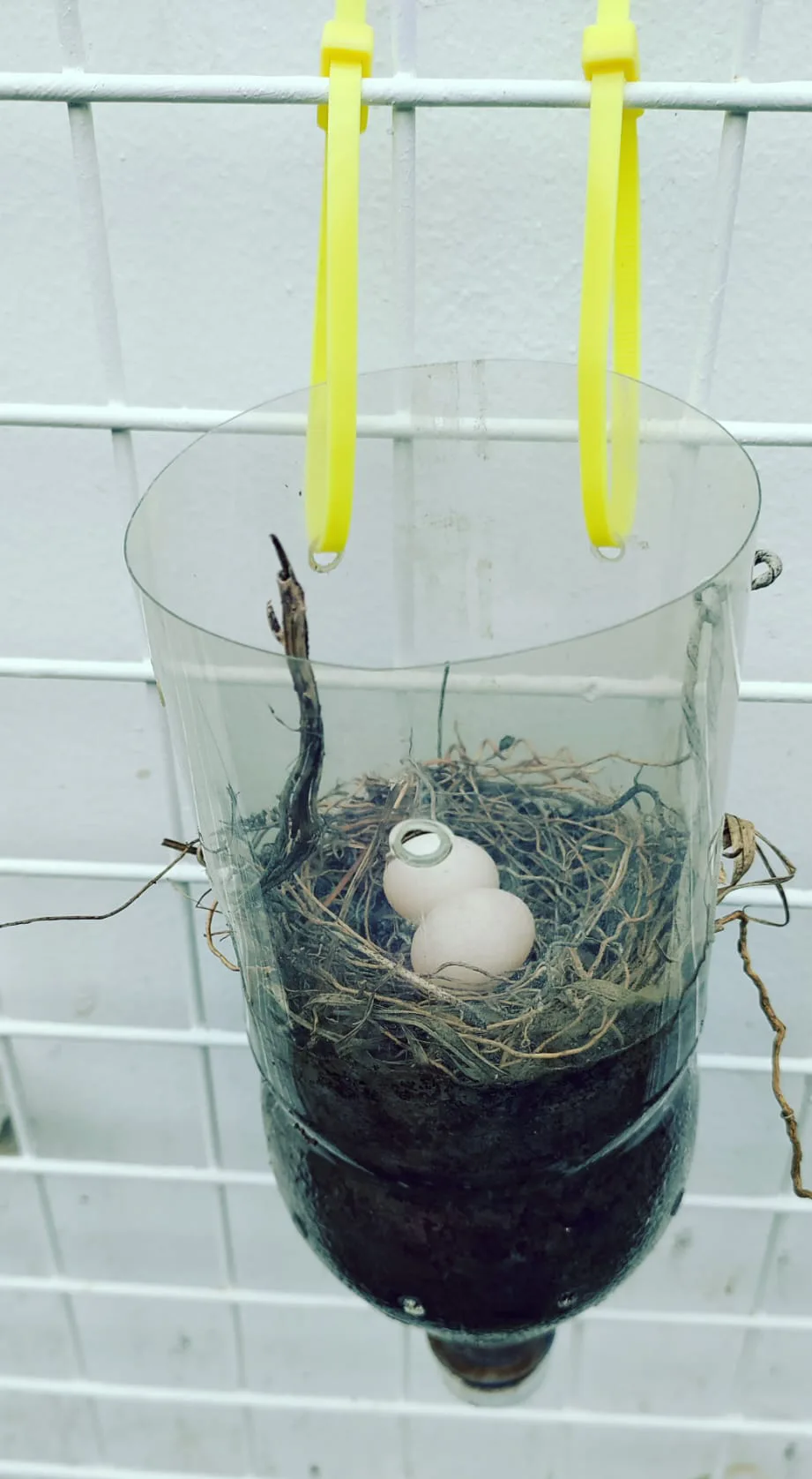 Zebra dove eggs