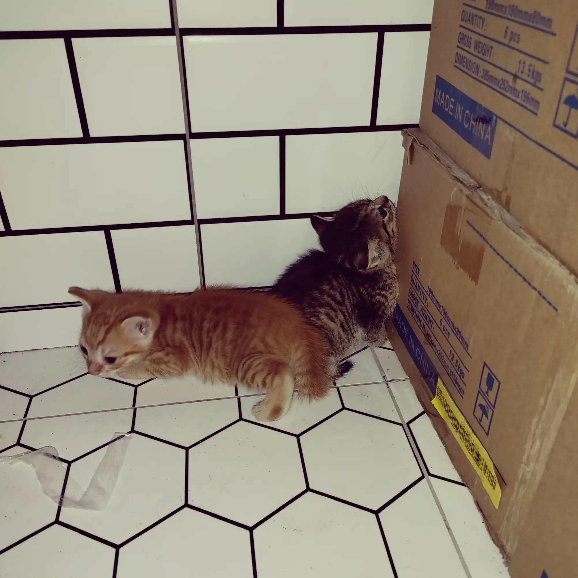 Maomao's kittens